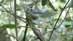 Cyanistes caeruleus