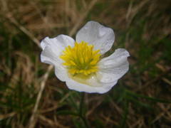 Ranunculus pyrenaeus