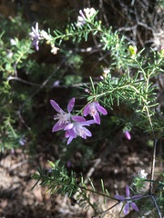 Philotheca salsolifolia