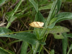 Clepsis pallidana
