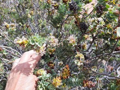 Paranomus roodebergensis