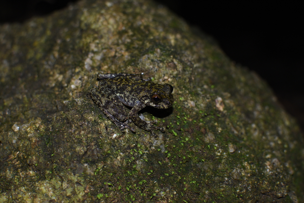 Waterfall Frog from Mamu QLD 4856, Australia on September 27, 2020 at ...