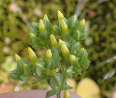 Sebaea grisebachiana