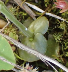 Sebaea grisebachiana