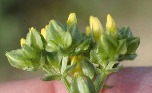 Image of Bigstyle Yellowwort (Sebaea grisebachiana) by (c) Nicola van Berkel, some rights reserved (CC BY-SA)