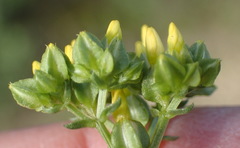 Sebaea grisebachiana