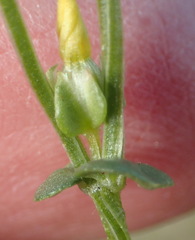 Sebaea grisebachiana