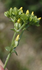 Sebaea grisebachiana