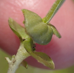 Sebaea grisebachiana