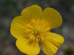 Ranunculus gramineus