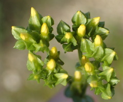 Sebaea grisebachiana