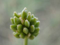 Ranunculus gramineus