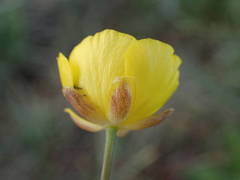 Ranunculus gramineus