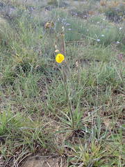 Ranunculus gramineus