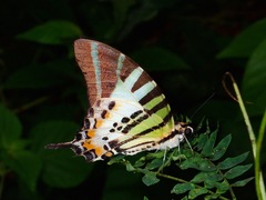 Graphium euphrates