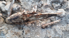 Platycephalidae