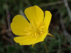 Ranunculus gramineus