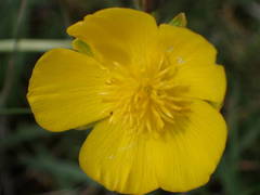 Ranunculus gramineus