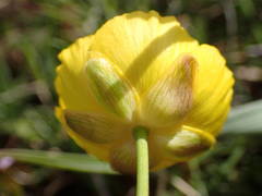 Ranunculus gramineus