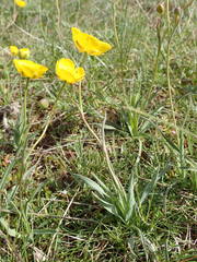 Ranunculus gramineus