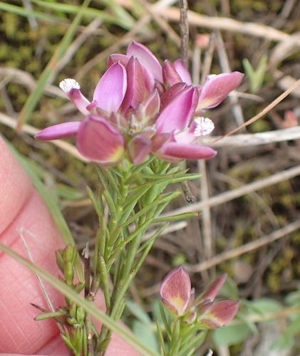 Image of Polygala umbellata by (c) Nicola van Berkel, some rights reserved (CC BY-SA)