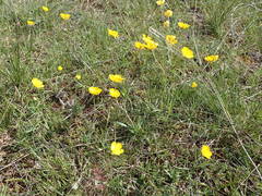 Ranunculus gramineus