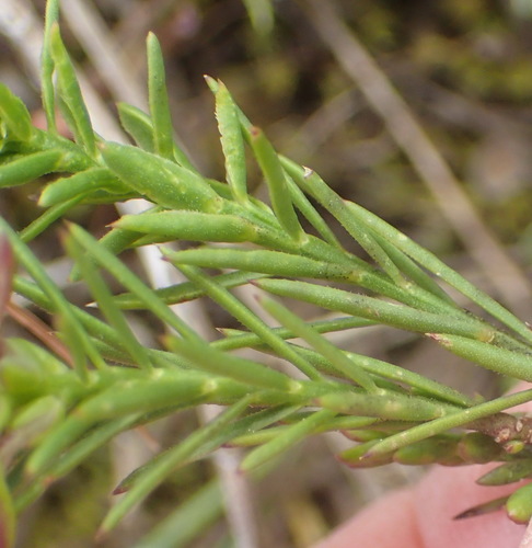 Image of Polygala umbellata by (c) Nicola van Berkel, some rights reserved (CC BY-SA)