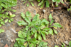 Crepidiastrum lanceolatum