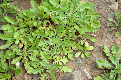 Crepidiastrum lanceolatum