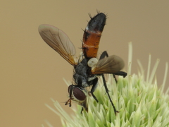 Cylindromyia scapularis