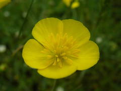Ranunculus gramineus