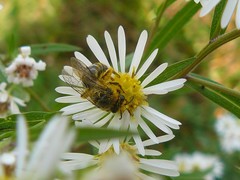 Colletes compactus compactus