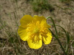 Ranunculus gramineus