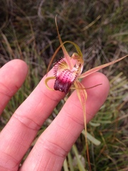 Caladenia paludosa
