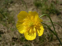 Ranunculus gramineus