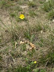 Ranunculus gramineus