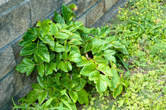 Angelica hirsutiflora