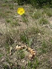 Ranunculus gramineus