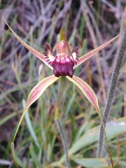 Caladenia paludosa