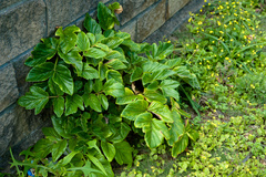 Angelica hirsutiflora