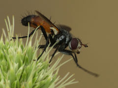 Cylindromyia scapularis