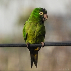 Psittacara leucophthalmus