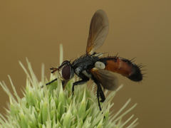 Cylindromyia scapularis