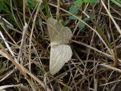 Scopula virgulata