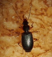 Cymindis