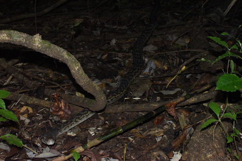 Australian Scrub Python sighting
