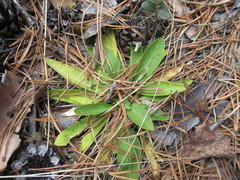 Viola gmeliniana