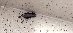 Gryllus bimaculatus