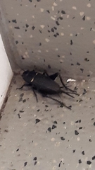 Gryllus bimaculatus