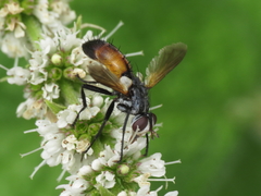 Cylindromyia scapularis